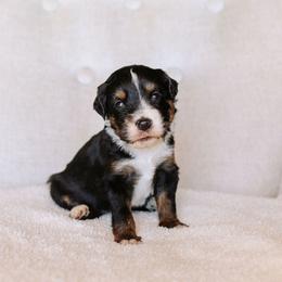 Poo - Tri-color male Bernedoodle puppy in Yuba City, California from Ranch House Doodles