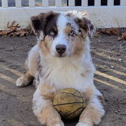 Goose - Australian Shepherd