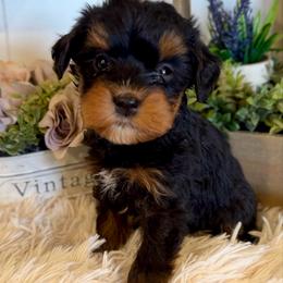 Pocket puppy - Tri-color male Bernedoodle puppy in Saint Francis, Kansas from Land of Oz Doodles