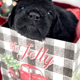 Goldendoodle Puppies from Southern Olive Doodles 🫒