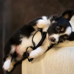 Simon - Black tri male Miniature Australian Shepherd puppy in Macomb, Missouri from Faunus Farms and Aussies