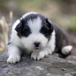 Black Tri Male - Black tri-color male Australian Shepherd puppy in Elkton, Tennessee from Riverlook Australian Shepherds