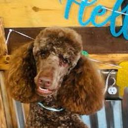 Poodles from Altamaha Mud Poodles LLC.