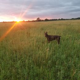 Doberman Pinscher All Grown Up from Cumplido Dobermans