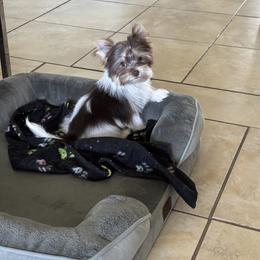 Percy AKC - Parti male Yorkshire Terrier puppy in Saint Cloud, Florida from Kei’s Precious Pups