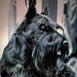 Beau - Scottish Terrier