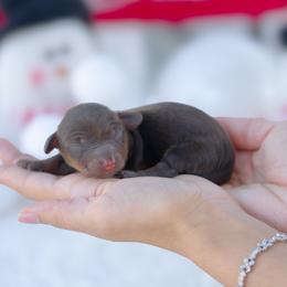 Pixie - Chocolate and tan female Dachshund puppy in Fort Myers, Florida from Blossom Paws