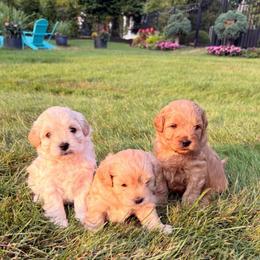 Beaux - Brown female Shihpoo puppy in Williamsville, New York from Nell’s Doodle & Dolls