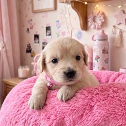 Pink Candy Girl. - Light golden female Golden Retriever puppy in Baldwin Park, California from Mountain Valley Retrievers
