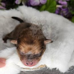 Pepper's Long Shot - Blue merle male Pomeranian puppy in Plant City, Florida from Pepper's Pomeranians