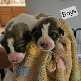 Boys 1 and 2 - White and badger male Great Pyrenees puppy in Yucaipa, California from Rusty Horse Ranch Great Pyrenees
