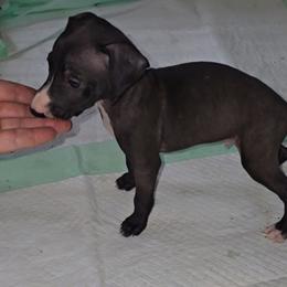 Black Boy - Seal male Italian Greyhound puppy in Frostproof, Florida from Quality Italian Greyhounds