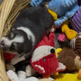 AKC Brown Fox - Black and tan male Pembroke Welsh Corgi puppy in Summerfield, Florida from Promise Land Farm