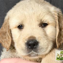 4th pick of the boys - Light golden male Golden Retriever puppy in Fisher, Illinois from Aslan's Pride of Fidei Family Farms