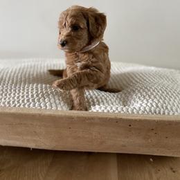 Bernedoodle, Goldendoodle, and Poodle Puppies from Central Valley Canine Companions