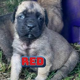 Girl 2 - Fawn female Mastiff puppy in Carthage, Missouri from Mama’s Mastiffs