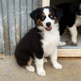 Lenny - Black tri male Miniature Australian Shepherd puppy in Marion, Michigan from Highland Hills Mini Aussies