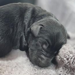 Female 4 - Black female Giant Schnauzer puppy in Mcneal, Arizona from Olympian Giant Schnauzers and Westie’s!
