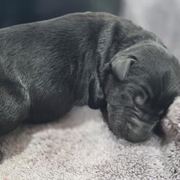Female 4 - Black female Giant Schnauzer puppy in Mcneal, Arizona from Olympian Giant Schnauzers and Westie’s!