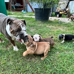 Bulldogs and Dachshunds from K.C. & J’s Mini Dachshunds and English Bulldogs