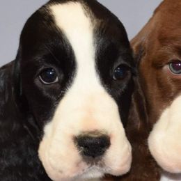 English Springer Spaniels and Labrador Retrievers from Brae Kennels