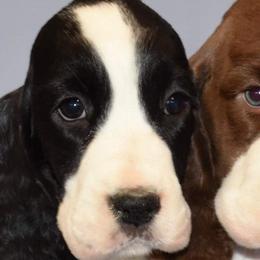 English Springer Spaniels and Labrador Retrievers from Brae Kennels