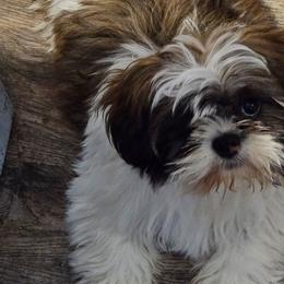 Cinnamon - Shih Tzu