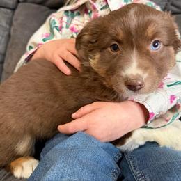 Red tri 3 - Red tri-color female Australian Shepherd puppy in Craig, Missouri from Hidden Hollow Aussies