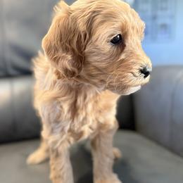 Aurora - Apricot female Goldendoodle puppy in Twin Falls, Idaho from Magic Valley Family Doodles