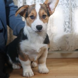 Girl 5 - Black and tan female Pembroke Welsh Corgi puppy in Karnack, Texas from Sureshot Corgis