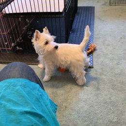 West Highland White Terriers from aquaBlanca