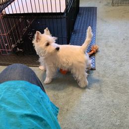 West Highland White Terriers from aquaBlanca