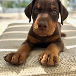 Doberman Pinscher Puppies from Devoted Doberman