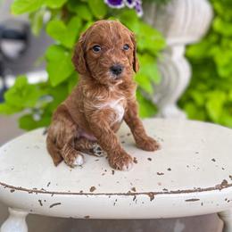 Grant Fisher - Goldendoodle puppy from JW Doodles
