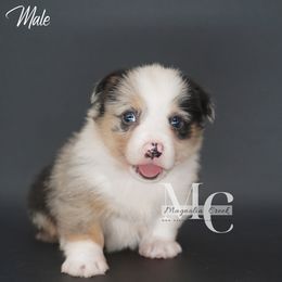 American Corgi and Pembroke Welsh Corgi Puppies from Magnolia Creek Corgis