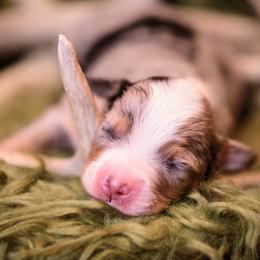Preston - Blue merle male Miniature Australian Shepherd puppy in Romney, West Virginia from South Branch Mini Aussies
