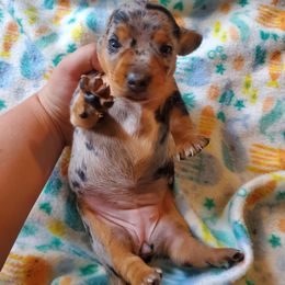 Dachshund Puppies from Grecian Kennel