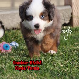 Boy 3 - male Miniature American Shepherd puppy in Elgin, Oregon from Cross L Miniature American Shepherds
