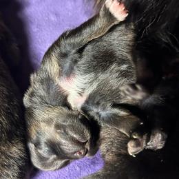Holly - Tri-colored female Pomeranian puppy in Zavalla, Texas from Precious Puff Poms