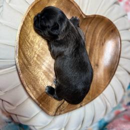 Black boy 2 - Black male Shih Tzu puppy in Sherman, Texas from Shannon’s Sugar Sweet Shih Tzu’s