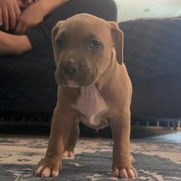 Blue Fawn - Blue fawn male American Bully puppy in Union County, North Carolina from XLRG BULLIES