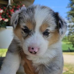 Dixie - Blue merle and white female American Corgi puppy in Neosho, Wisconsin from GC Farms Corgis
