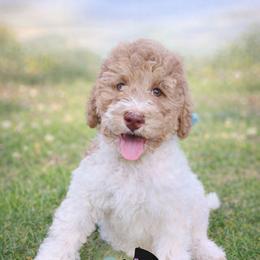Hope - Brown and white female Bernedoodle puppy in Marion County, Ohio from Hatten Homestead Kennels