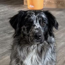 Sapphire - Australian Shepherd