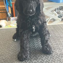 Poodle Puppies from Polk County Standard Poodles