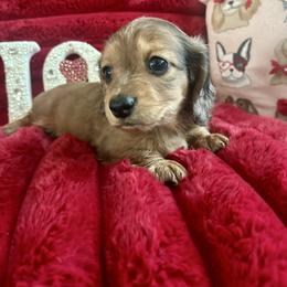 Caramel - Dapple male Dachshund puppy in Temecula, California from Naomi Magee's Dachshund Kennel