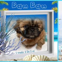 Shih Tzu Puppies from Mtn Top Royal Shih Tzu