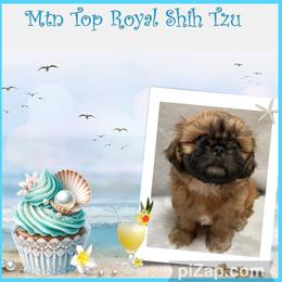 Shih Tzu Puppies from Mtn Top Royal Shih Tzu