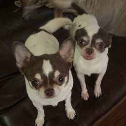 Tulip - Chihuahua