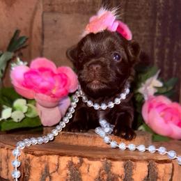 Coco Chanel - Chocolate and tan female Yorkshire Terrier puppy in Howe, Oklahoma from Ray Holder